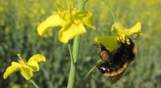 pollination_research
