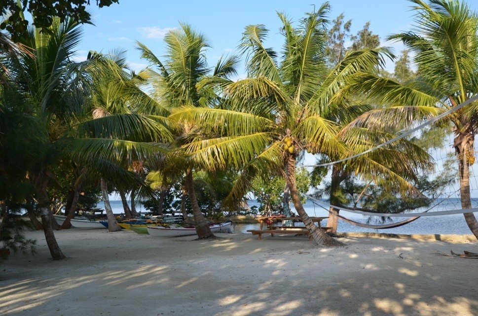 BillyHawkPalmTrees