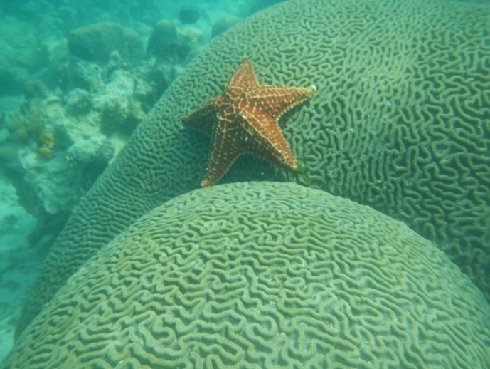 Braincoralandseastar