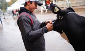 Student with cow at College Royal