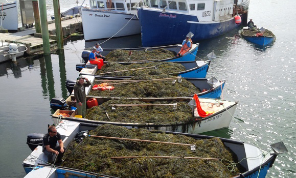 edible seaweed nova scotia