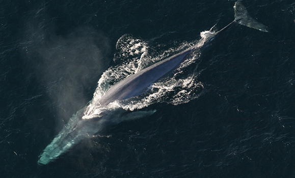 It takes a village to build a whale': Dal's Blue Whale Project set to soar  this fall - Dal News - Dalhousie University