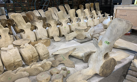 The Mystery Of Whale Bone Alley: Who Built It, And Why?