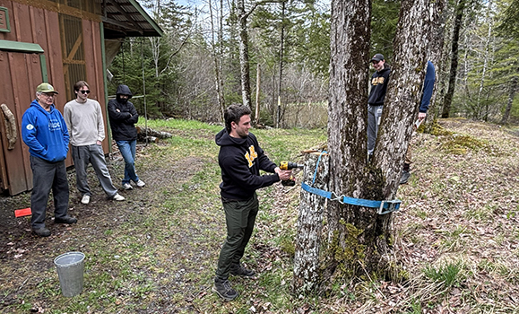 A student bores into a tree at Rose Briar Farm to prepare it for maple tapping