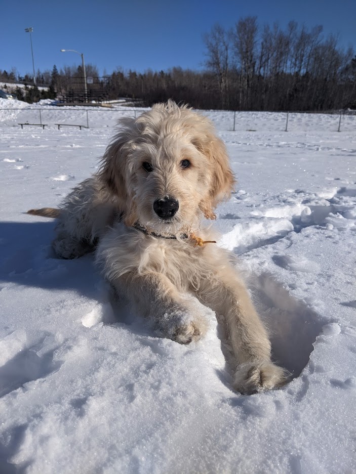 Leo the goldendoodle