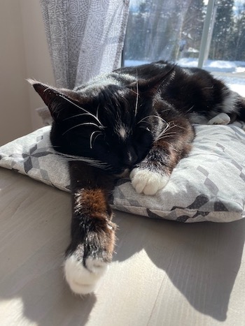 Cleopatra, tuxedo kitty, lounging