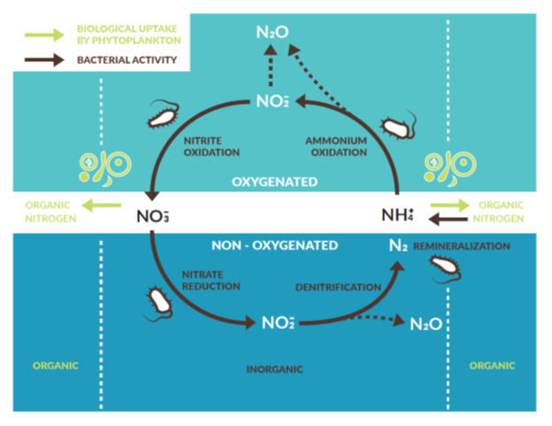 32 Label The Nitrogen Cycle Labels Information List