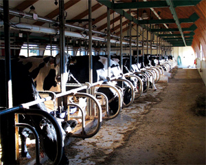 Des vaches Holstein en stalle entravée. Photo de Jane Morrigan.