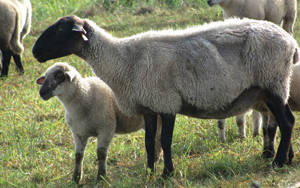 Les agneaux sevrés devraient paître dans les pacages  les plus propres. Photo de Laura Falzon. 