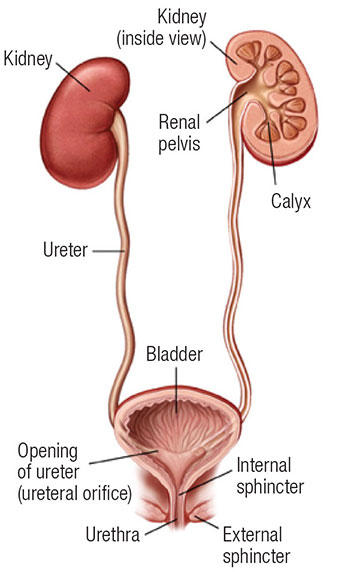 Urologic Oncology Department Of Urology Dalhousie University 