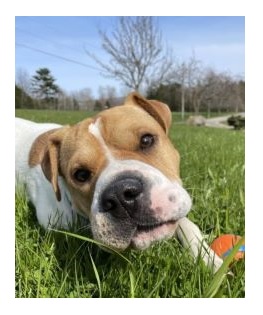 A brown and white dog lies in the grass beside a red dog toy.