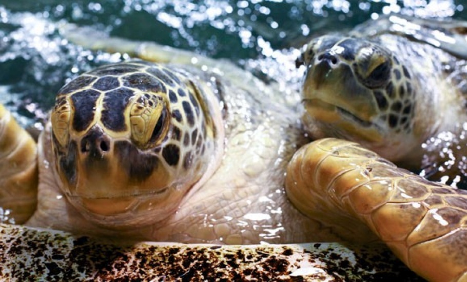 Aquatron_Turtles