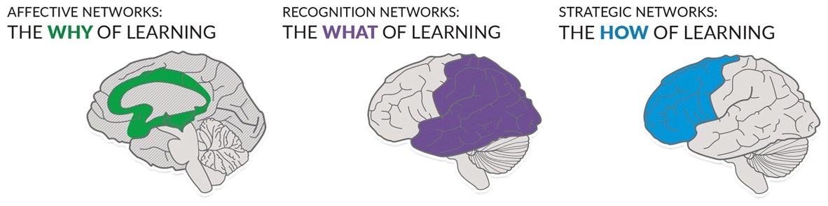 Affective Networks: The Why of Learning. Recognition Networks: The What of Learning. Strategic Networks: The How of Learning.