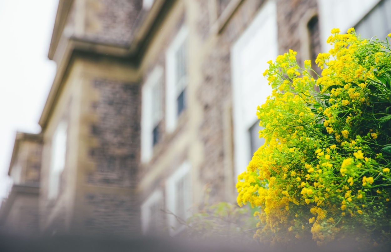 Henry Hicks and yellow flowers