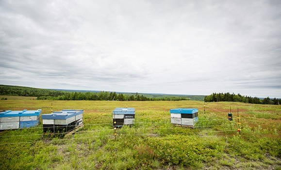 A photo of a field used for blueberry production in Nova Scotia.