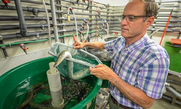 NovaEel Inc. CEO Paul Smith at Dalhousie's Aquatron facility examining female eels inside of a tank