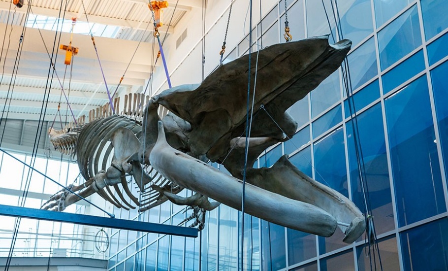 blue-whale-4