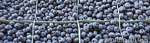 Blueberry flats_cropped
