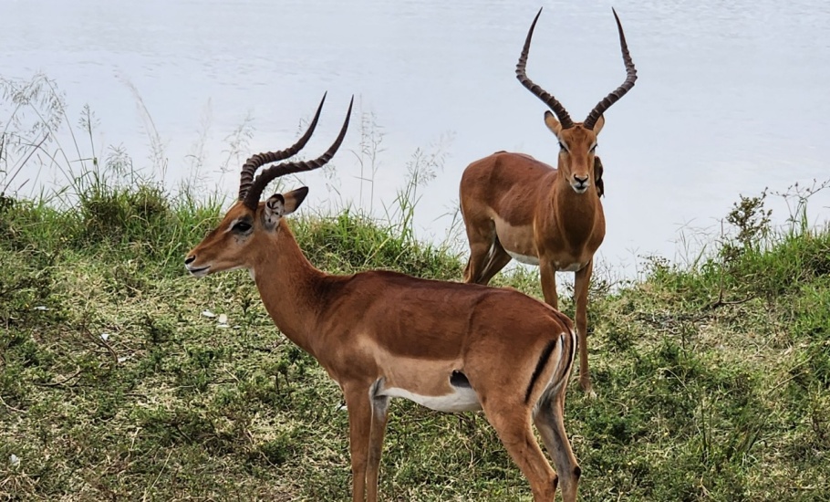 Nairobi National Park - Impalas
