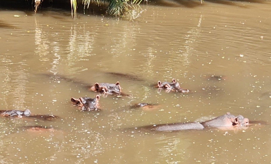 Meru National Park - Hippos (1)