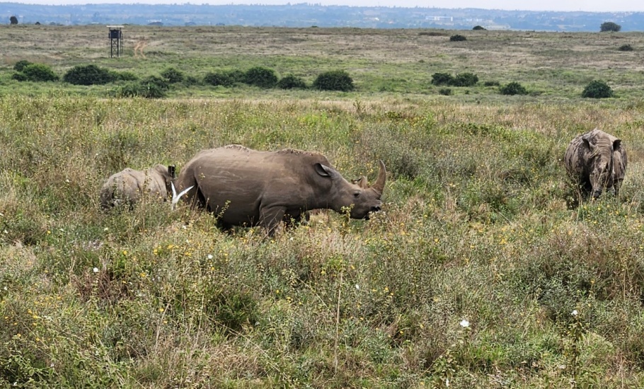 Nairobi National Park - Rhinos 2