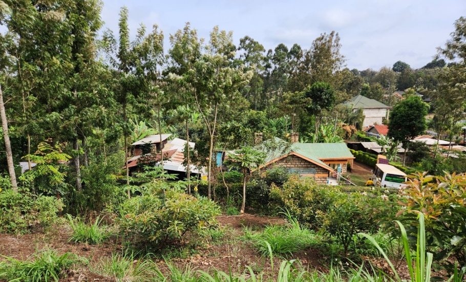 Avocado Farm