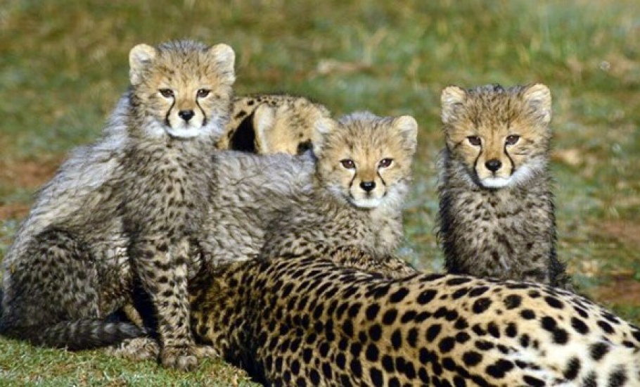 cheetah amily