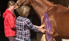 Extended Learning offers equine kinesiology course
