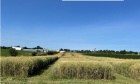 Crop production and resiliency
