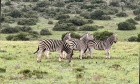 Wildlife Ecology in South Africa