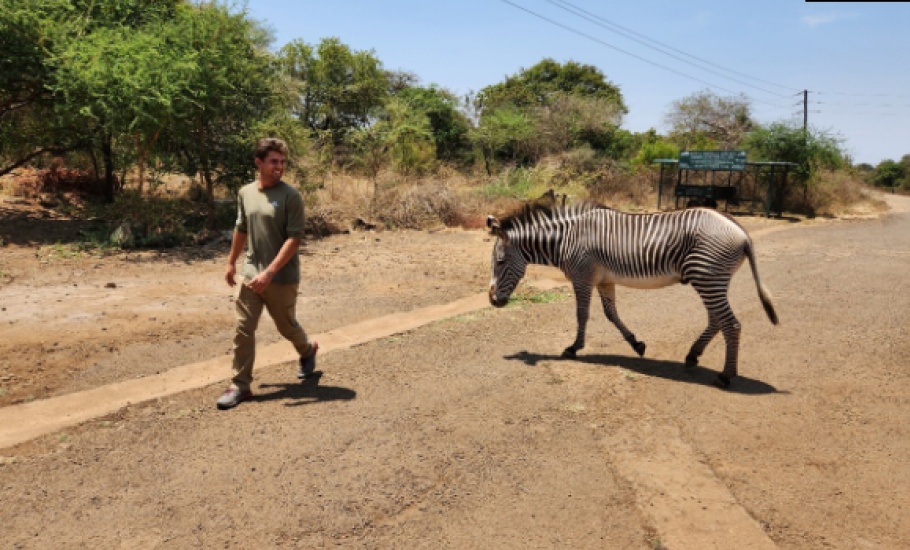 Zebra579