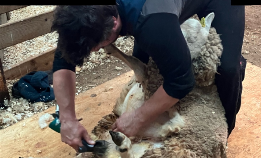 Sheep3.1