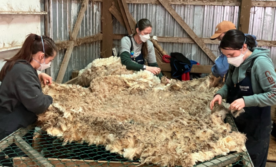 Sheep1