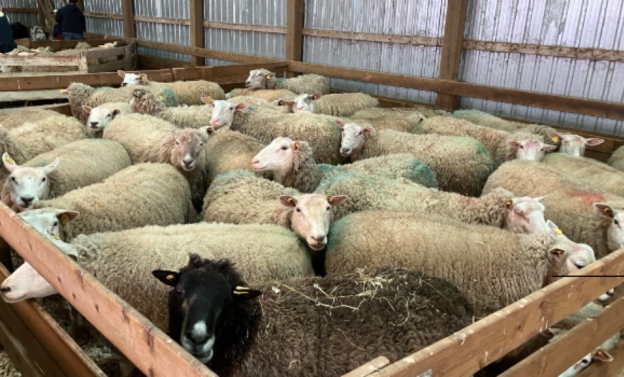 Sheep5