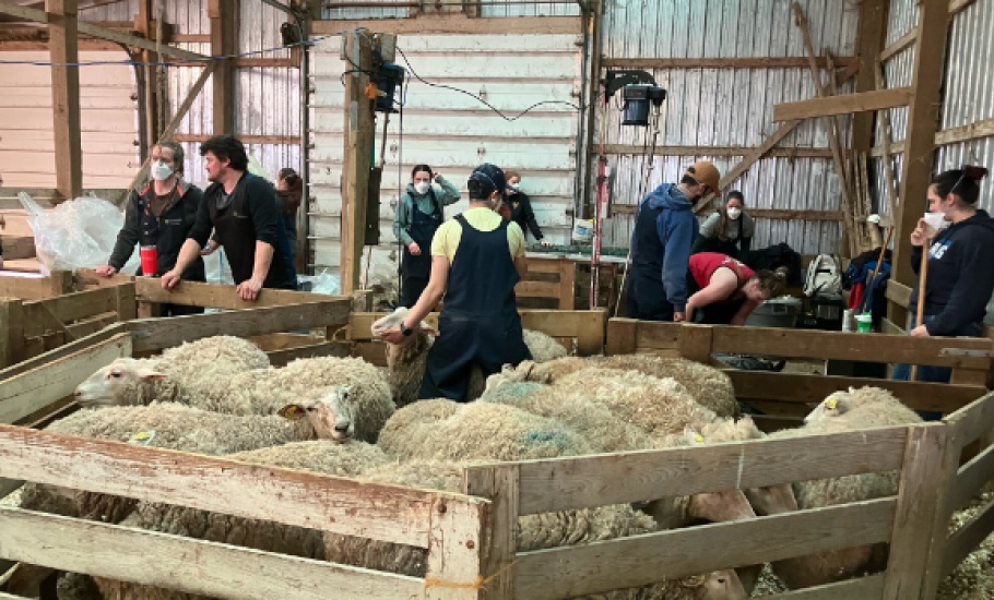 Sheep4