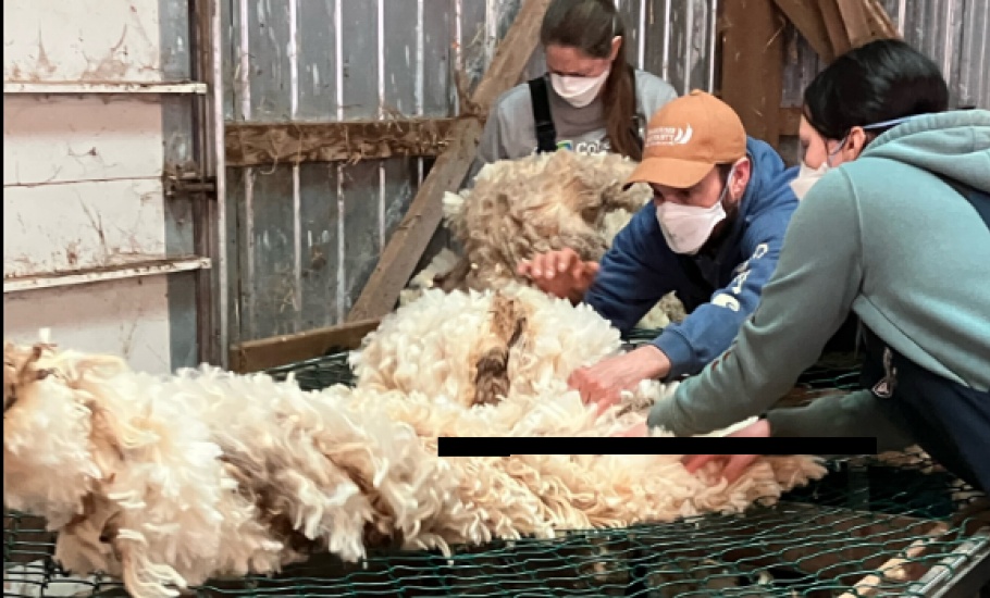 Sheep2