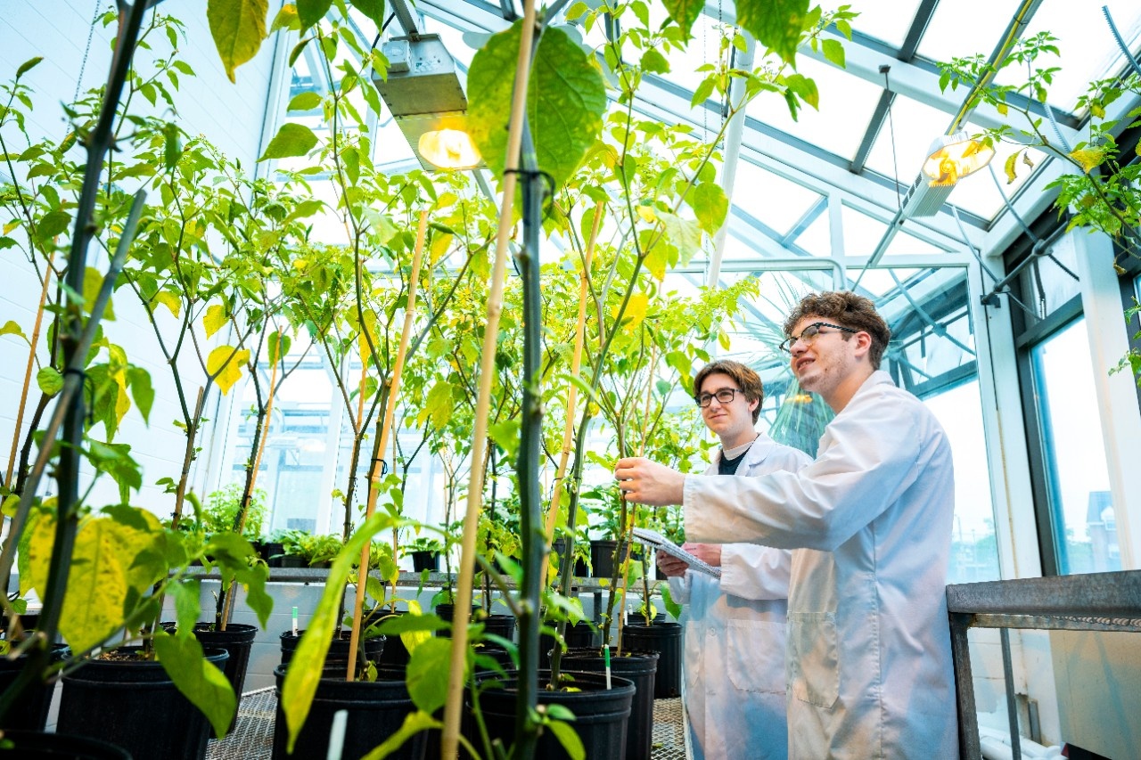 two students in lab coats in a greenhouse among plants