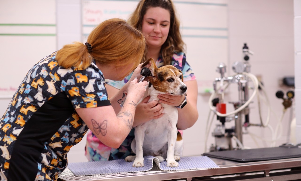 two vet tech students examine a dog