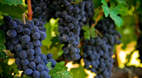 grapes grapes