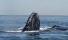 Listening to right whales in the ocean deeps