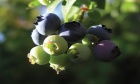 A "Clever" partnership means good news for the wild blueberry industry