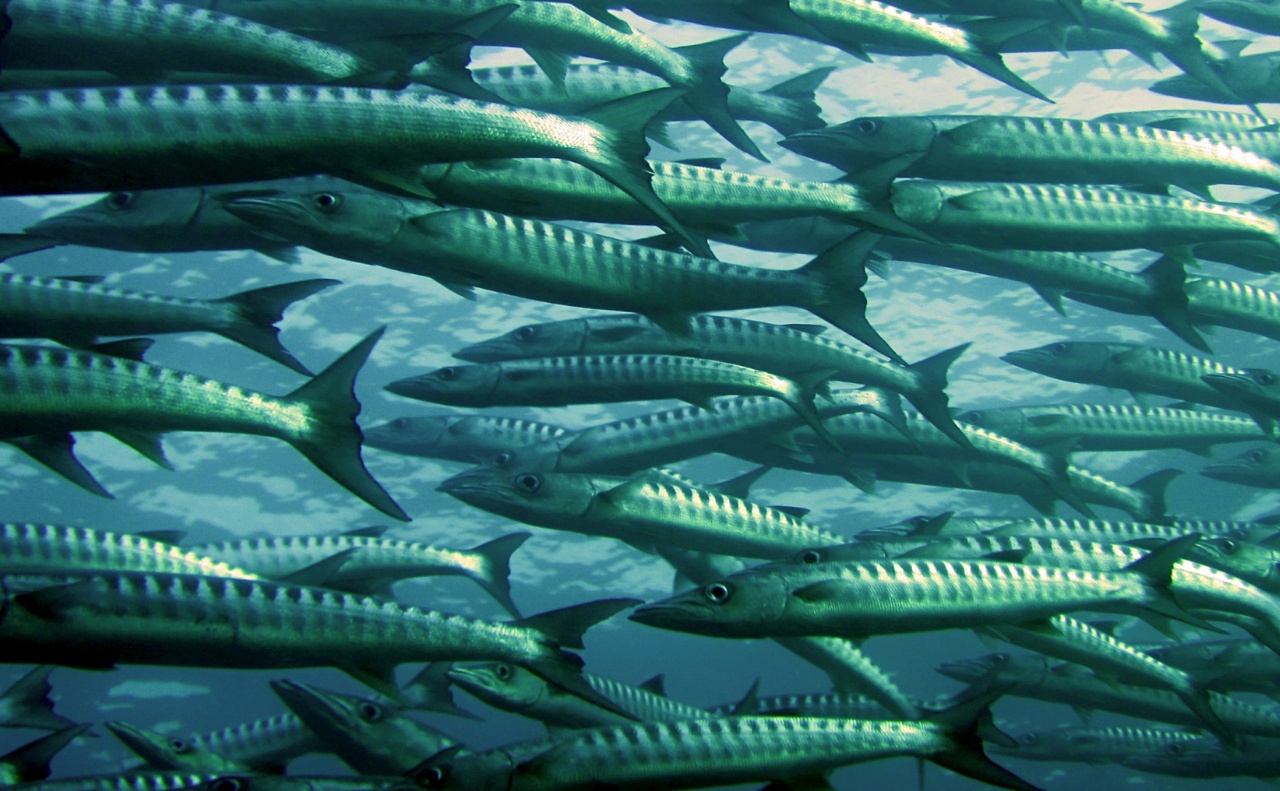 Ocean Analytics Ocean Analytics