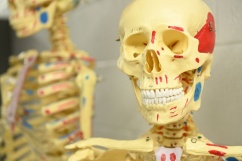 anatomy skeleton