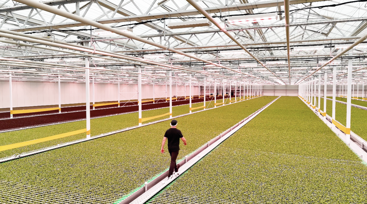 A person walks through an indoor arena with lettuce growing on either side of them. Pipes and other infrastructure are visible above.