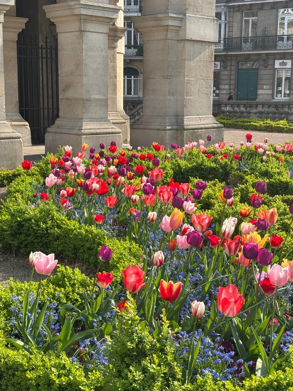 a garden of tulip flowers