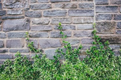 rock wall with vines