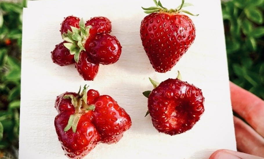 gho_2023_ghpc_angela_tsai_strawberry upick(1)