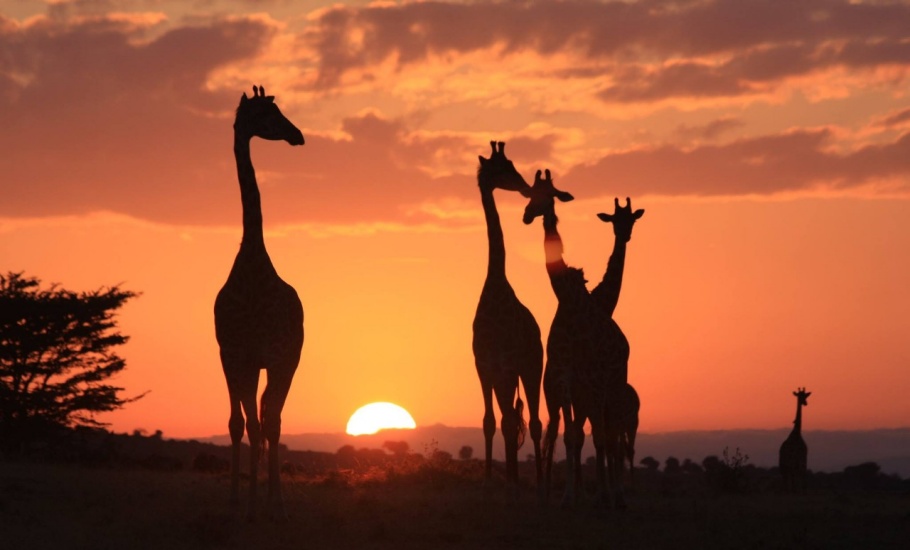 gho_2021_ghpc_Kenya Giraffes