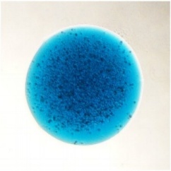 frampton-side2-bluedex