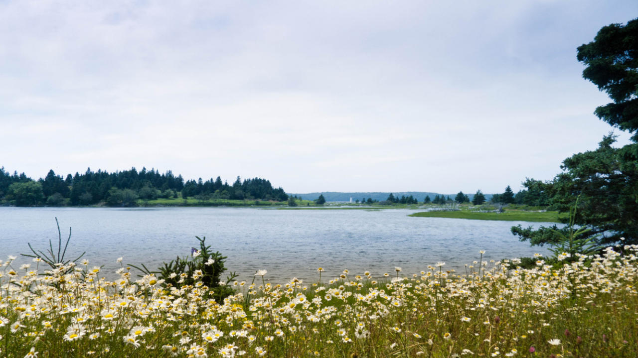 A pretty picture of McNab's Island. Daisies in the foreground, water and trees in the midground.